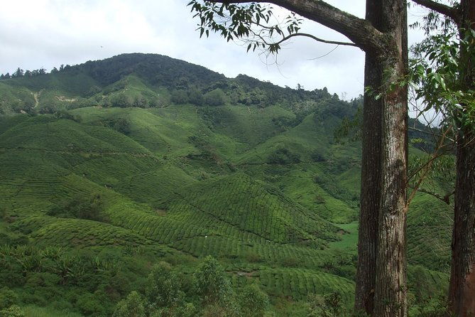 Cameron Highlands Amazing Day Trip Tour with Local Lunch - The Lunch Experience