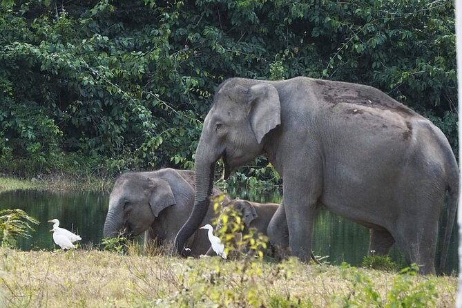 Elephant and Wildlife Watching in Kuiburi National Park - Private Afternoon Tour - Who Is This Tour Best For?