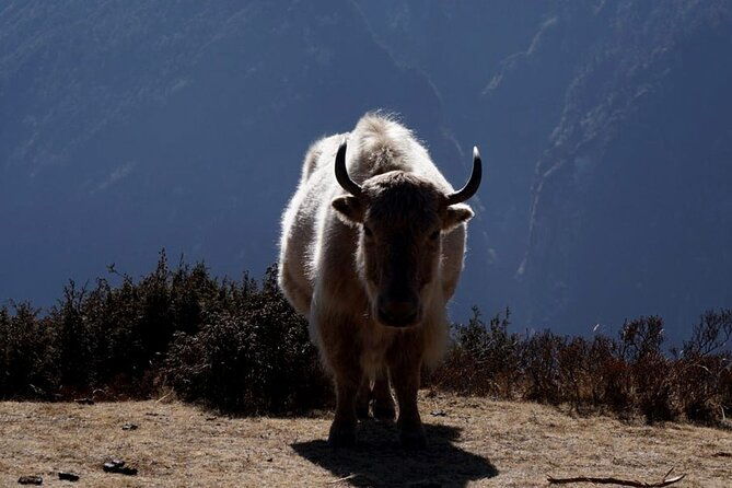 Everest Base Camp Trekking - 2025/2026 - The Guides & Support Team