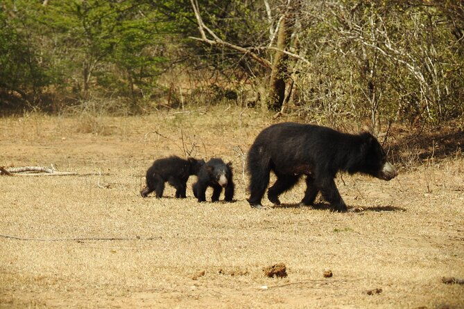 Full day Safari - Yala National Park - 04.30 am to 06.00 pm with - Janaka safari - Final Words