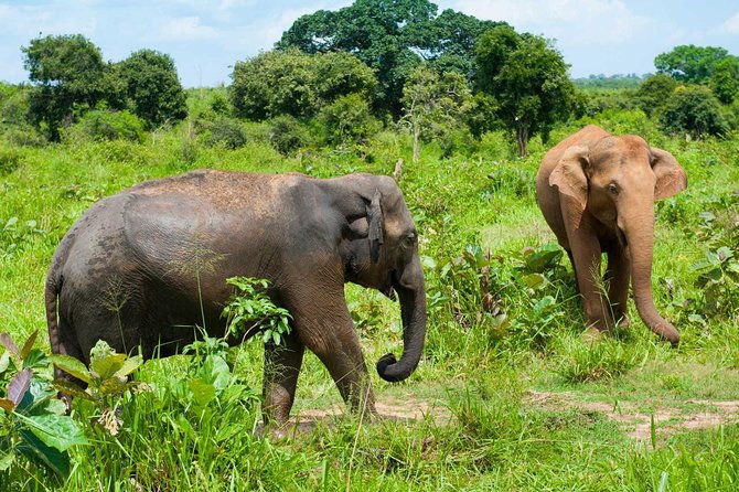 Half Day Udawalawe Safari from Kalutara (Entrance + Lunch) - FAQ
