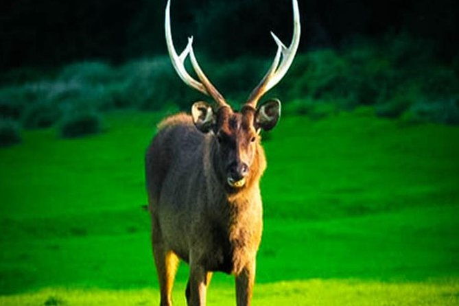 Horton Plains-World's End Tour From Nuwaraeliya - The Sum Up