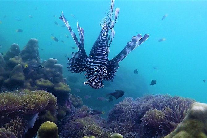 Local Reef Snorkelling and Deserted Beach - Summary of the Experience