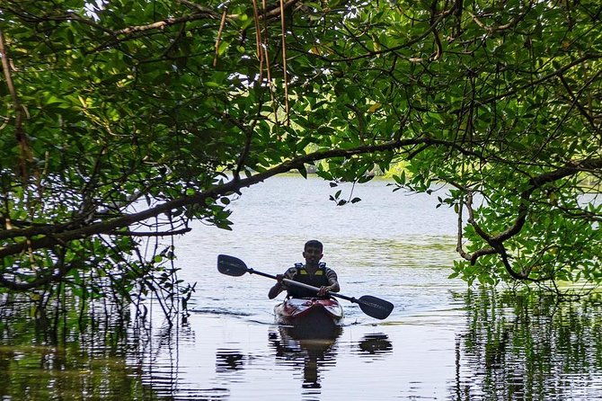 Madu River Sunrise Mangrove Kayaking from Bentota - The Sum Up