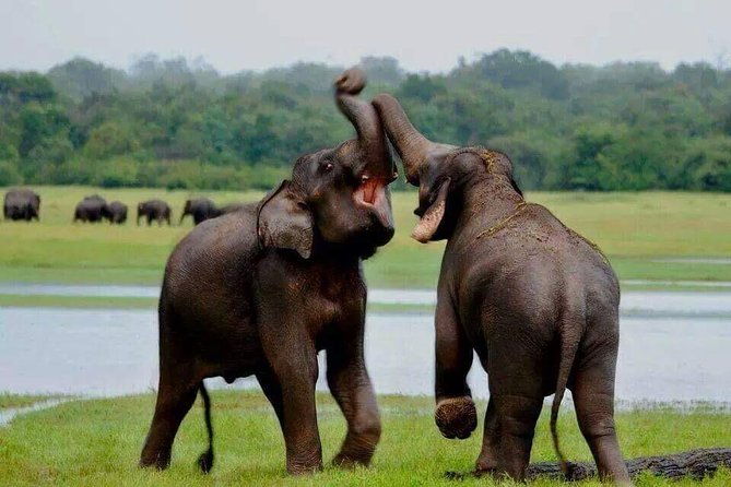 Minneriya National Park private safari - The Sum Up