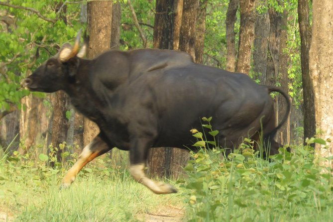 Mission Tiger, 4 days tour inside Chitwan National Park. - FAQ