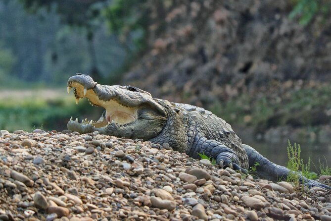 One Day Tour inside Chitwan National Park - Frequently Asked Questions