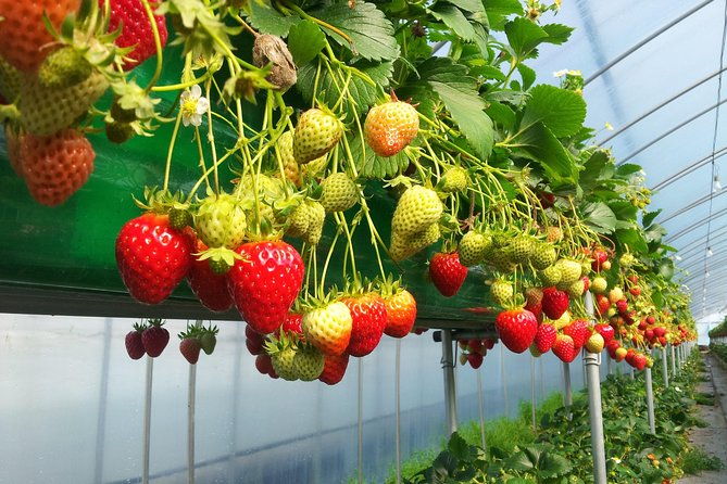 [Perfect Private Tour] Nami island, Petite France and Organic Strawberry Farm - FAQ