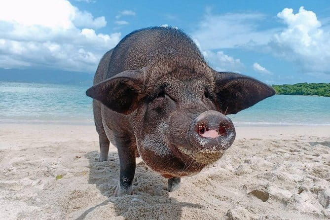 Private Longtail Boat Tour to Koh Madsum and Koh Tan with Lunch - The Sum Up: Is This Tour Worth It?