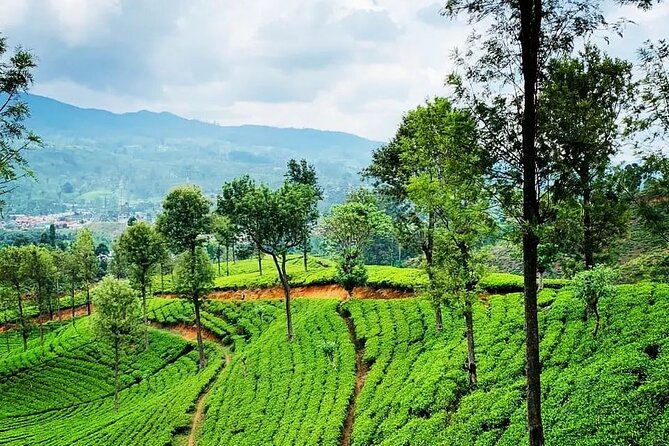 Private Tea Tour and Tea Factory - Frequently Asked Questions