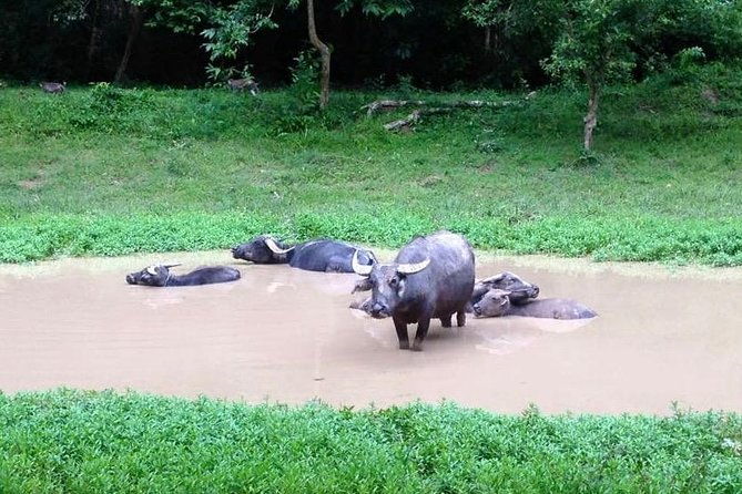 Private Tour to Kompong Phluk Off Beaten Track - FAQ