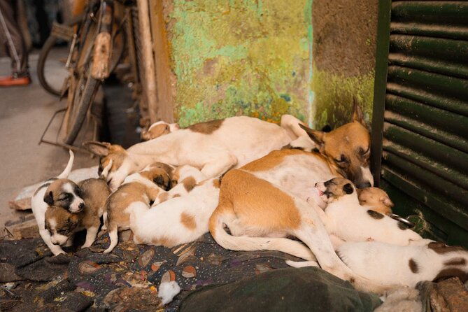 Sanjay Colony Slum Tour - Who Should Consider This Tour?