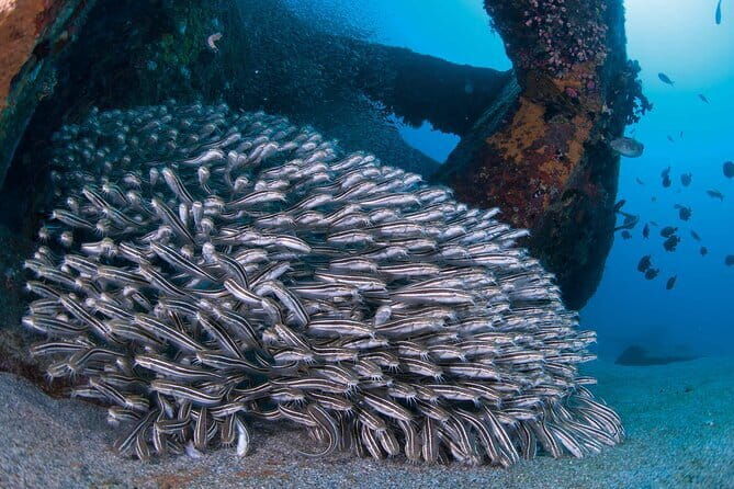 Scuba Diving in Yakushima island (for certified divers only) - The Sum Up