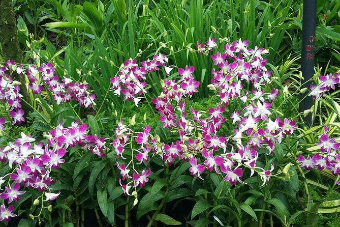 Singapore: National Orchid Garden Admission Ticket - Final Words