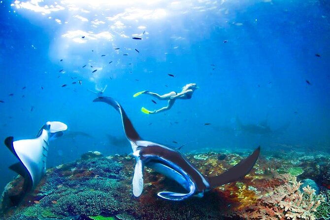 Snorkeling Manta Ray Safari in Nusa Penida - Final Thoughts