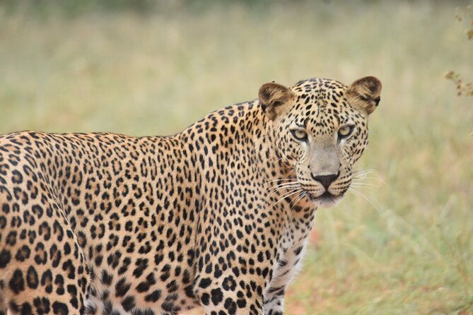 Special Leopard Safari Tour in Yala National Park by Malith & the team - Frequently Asked Questions (FAQs)