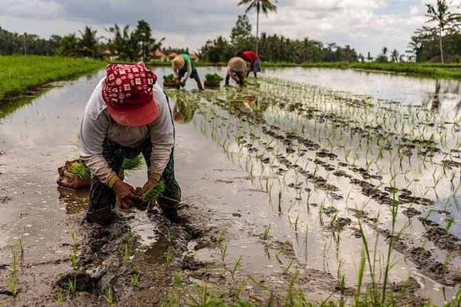 Ubud: Downhill Cycling with Volcano, Rice Terraces and Meal - Final Thoughts