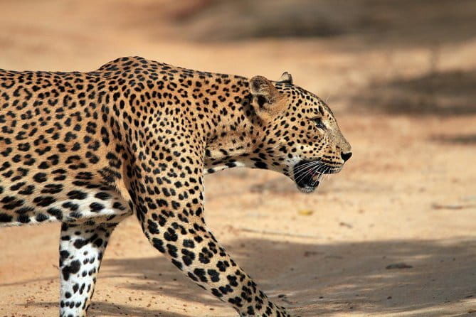 Yala and Udawalawa National Park Safari Tour From Hambantota port - The Sum Up: Why You Should Consider This Safari