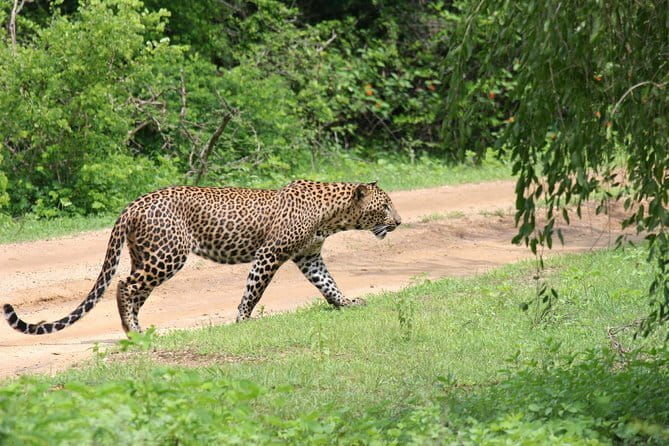 Yala Camping by Ajith Safari All Inclusive - The Sum Up