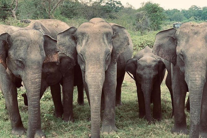 Yala National Park Tour from Hambantota Port Janaka Safari - FAQ