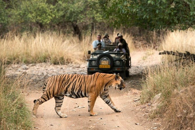 8 Days Golden Triangle with Ranthambore & Udaipur Tour - The Itinerary: A Day-by-Day Breakdown