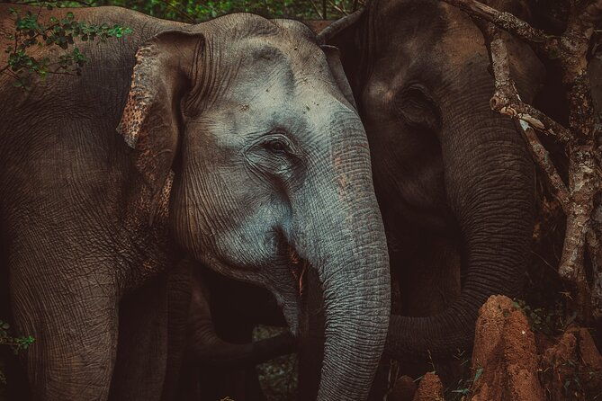 15-Day Tour in Sri Lanka with Private Driver - Nuwara Eliya and Ella’s Tea & Views