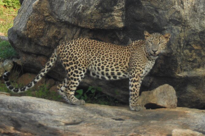 Full Day Safari Tour in Yala National Park - FAQ