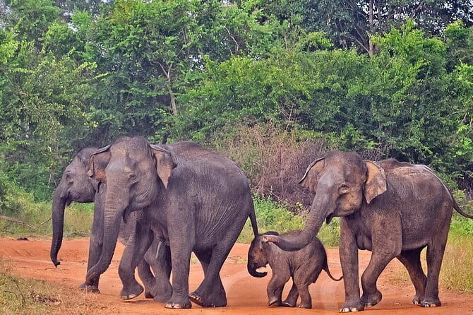Kanneliya Rain Forest Tour - The Sum Up