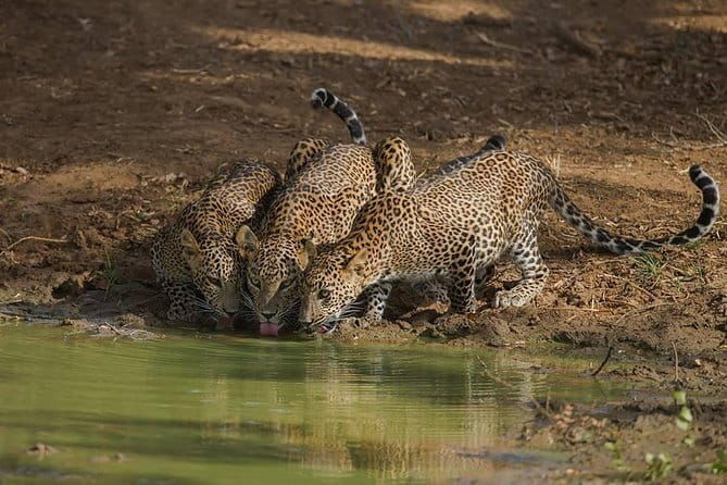 Leopard Half Day Yala National Park Eleven Safari - FAQ