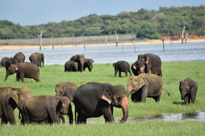 Private Jeep Safari at Minneriya National Park - Who is This Tour Best For?
