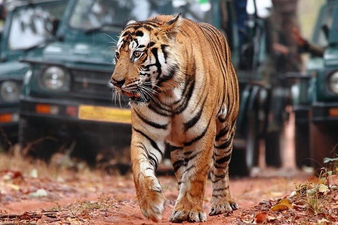 8Days Golden triangle with Ranthambore & Pushkar from Delhi Include Hotels & Car - Key Points