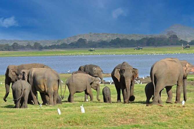 9 Days Private Vehicle & Driver Explore SriLanka By Your Own Plan - Key Points