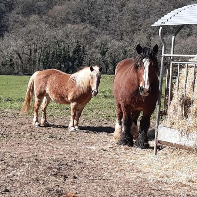 A Day Hike in Mervent Forest (Vendée) - What’s Included and What’s Not