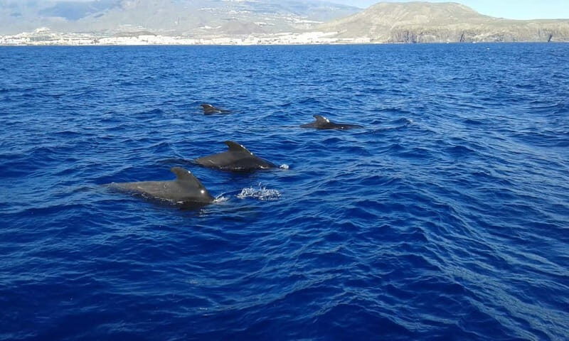 Adeje: Whale Watching Tour to Los Gigantes with lunch & swim - Authentic Insights from Reviewers