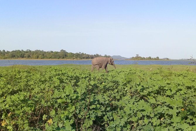 Adventure trincomalee to sigiriya and wild safari ,village tour - Key Points