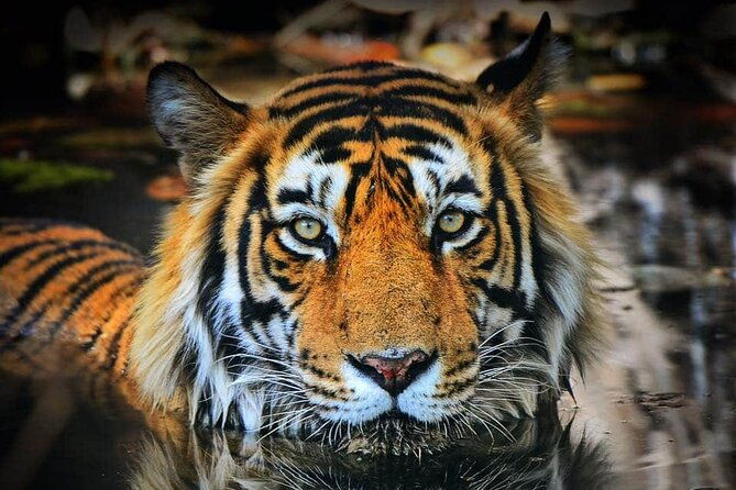 Adventures Ranthambore Wildlife Safari Tour from Delhi with Safari Rides - Introduction