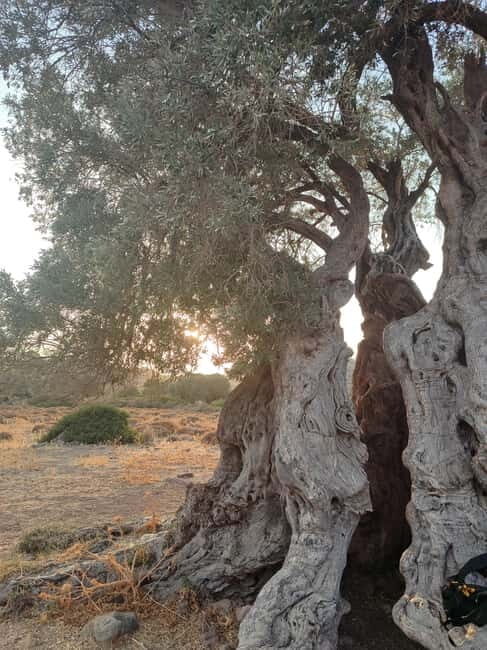 Aegina: Ancient Olive Grove (Eleonas) & Perdika Village Tour - The Itinerary Breakdown