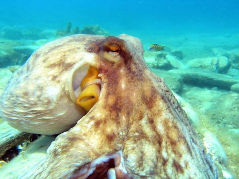 Agia Pelagia: Introduction to Scuba Diving (2 Dives) - What Makes This Experience Stand Out?