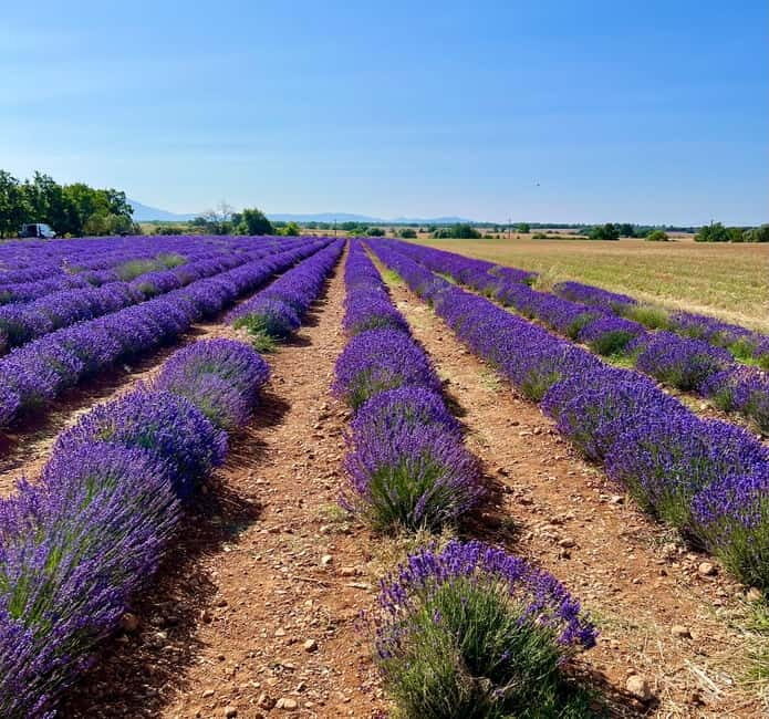Aix en Provence: Lavender Fields & LOccitane Factory - Authentic Experiences and Reviews