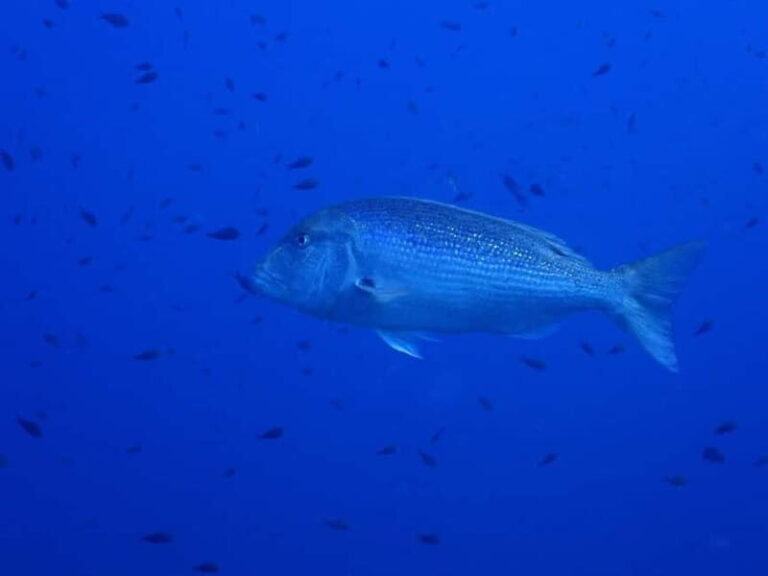 Ajaccio: Boat Cruise with Snorkeling - Transportation & Duration: Making It Practical