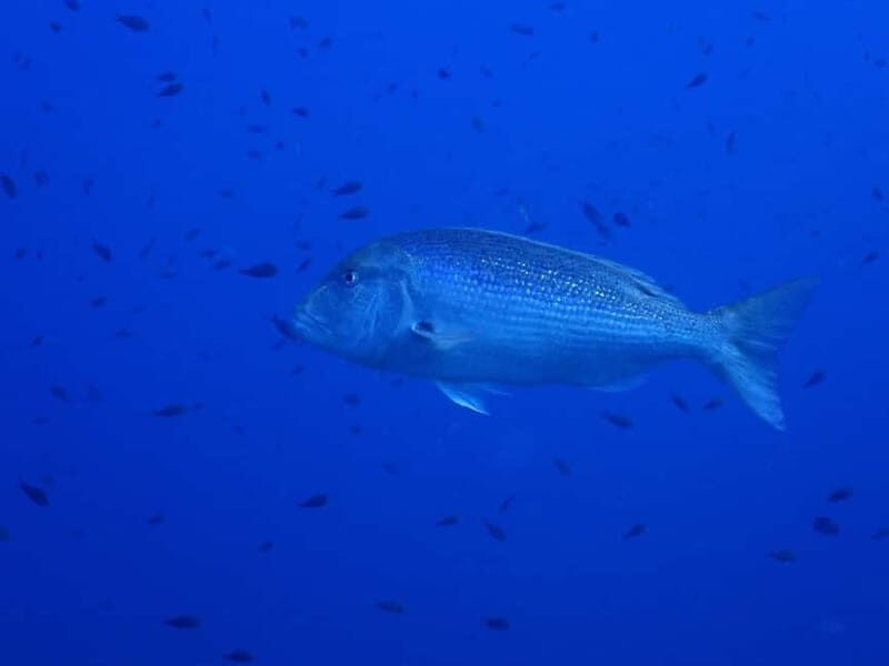 Ajaccio: Boat Cruise with Snorkeling - Transportation & Duration: Making It Practical