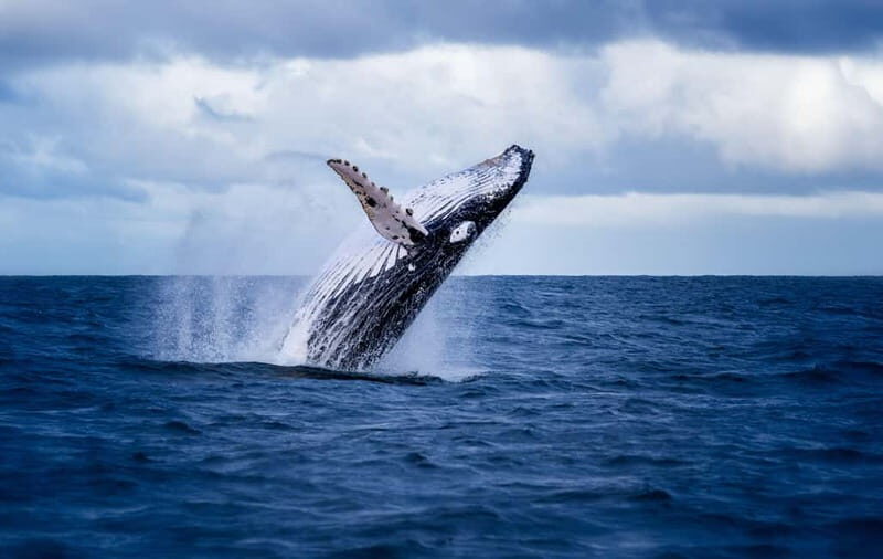 Akureyri: Whale Watching Shore Excursions - Who Would Love This Tour?