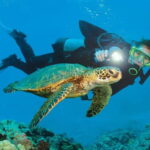 Alanya: Scuba Diving Adventure for Beginners & Professionals - The Value of This Scuba Experience