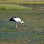 Algarve: Olhão Highlights Tour and Ria Formosa Boat Trip - Who This Tour Is Perfect For