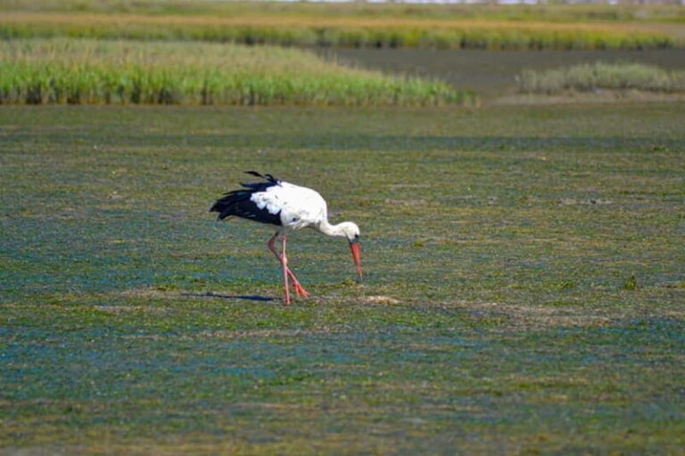 Algarve: Olhão Highlights Tour and Ria Formosa Boat Trip - Who This Tour Is Perfect For