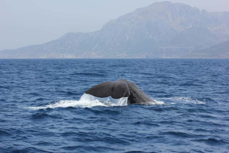 Algeciras: Dolphin and whale watching in reduced groups - What to Expect on the Dolphin and Whale Watching Tour