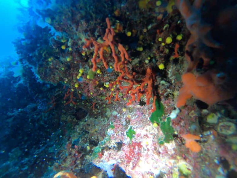 Alghero: Diving - What to Expect During Your Day
