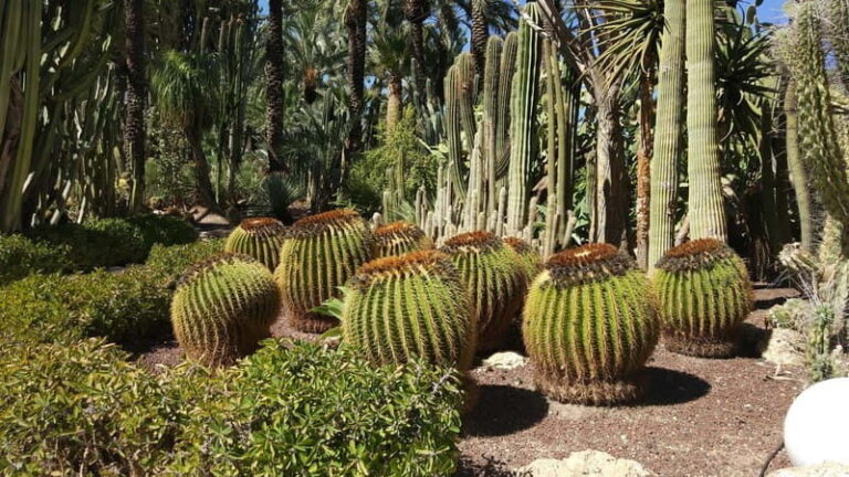 Alicante: UNESCO Heritage Palm grove & Artistic Garden Tour - Exploring the UNESCO Heritage Palm Grove