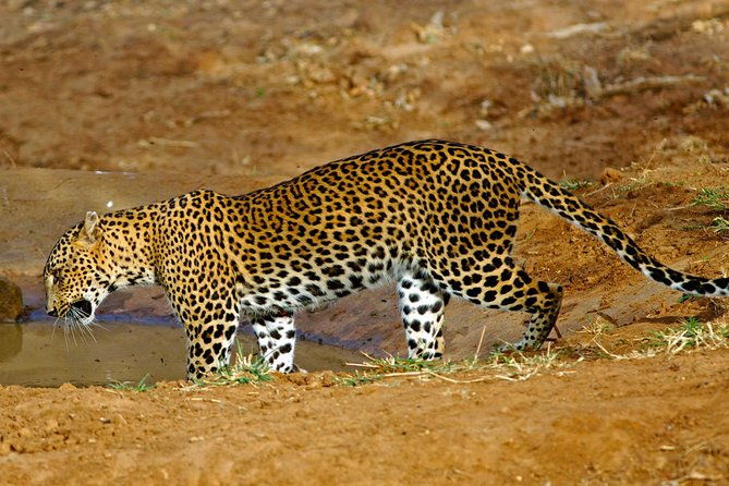 All Inclusive Private day tour to Wipattu National Park From Negombo - An Overview of the Tour Experience