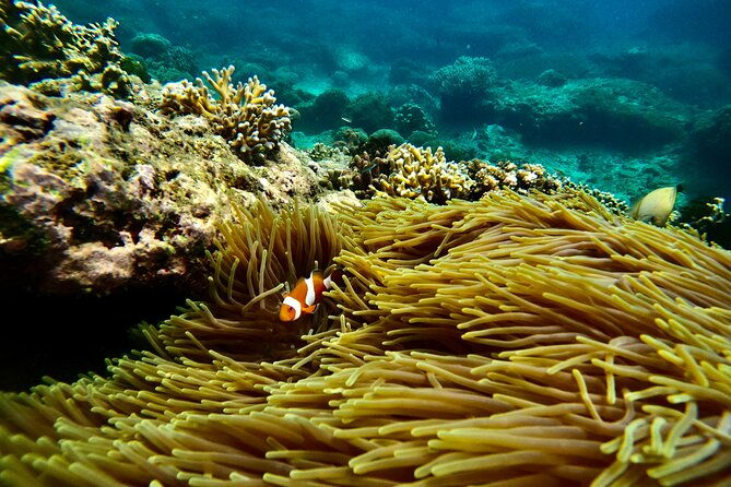 All Inclusive Snorkeling at Blue Lagoon with Lunch - Exploring the Itinerary: What You Can Expect